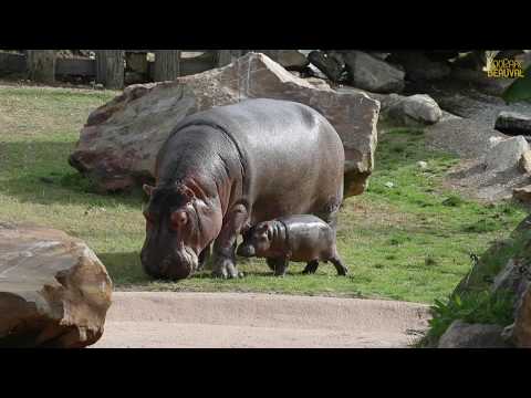 1ère sortie pour Gloria, notre bébé hippo !