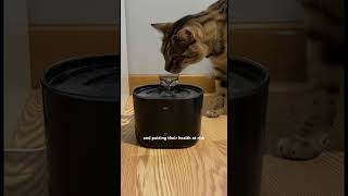 Extinction-level event for bad pet care: This fountain is the asteroid that wiped out bowl #pet