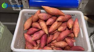 Sweet potato processing line,vegetable washer dryer sorter,sweet potato adjustable grader machine