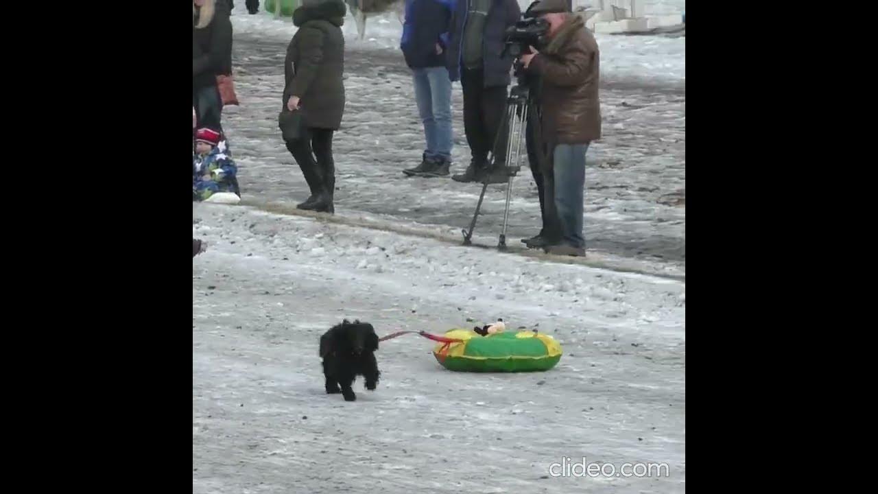 Собачьи бега фильм 1993