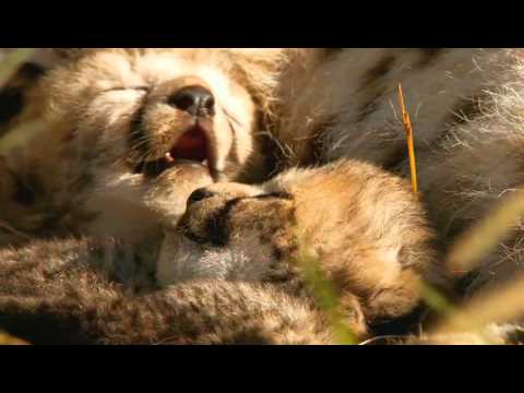 African Cats -- Official Trailer 2011 [HD]