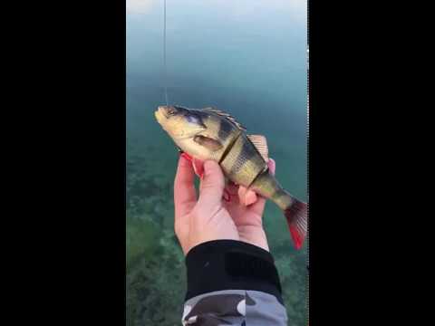 Savage Gear 4D Line Thru Perch video