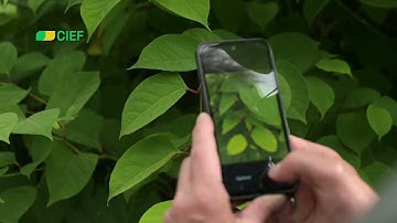 Commercial | CIEF Invasieve exoten: Japanse duizendknoop