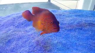 Miniatus Grouper $229 - Sri Lanka