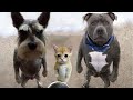 Самые смешные животные / Приколы с котами и собаками 2021 #11