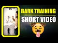 Bark Training to my French Bulldog Bunny 🐰 Dog Training Short Video | Harpreet SDC
