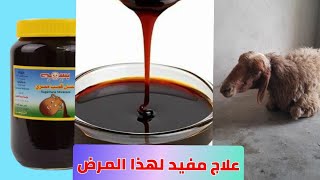 اسباب تسمم الحمل عند الاغنام وكيف يتم علاجها