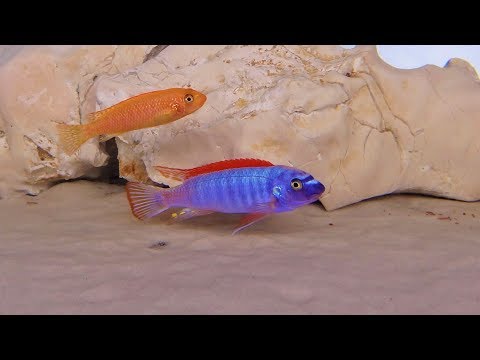 Labeotropheus Trewavasae Thumbi West Red Top F1