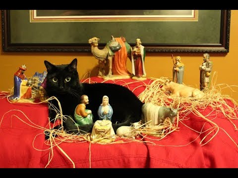 32 Times Cats Hilariously Crashed Nativity Scenes - YouTube