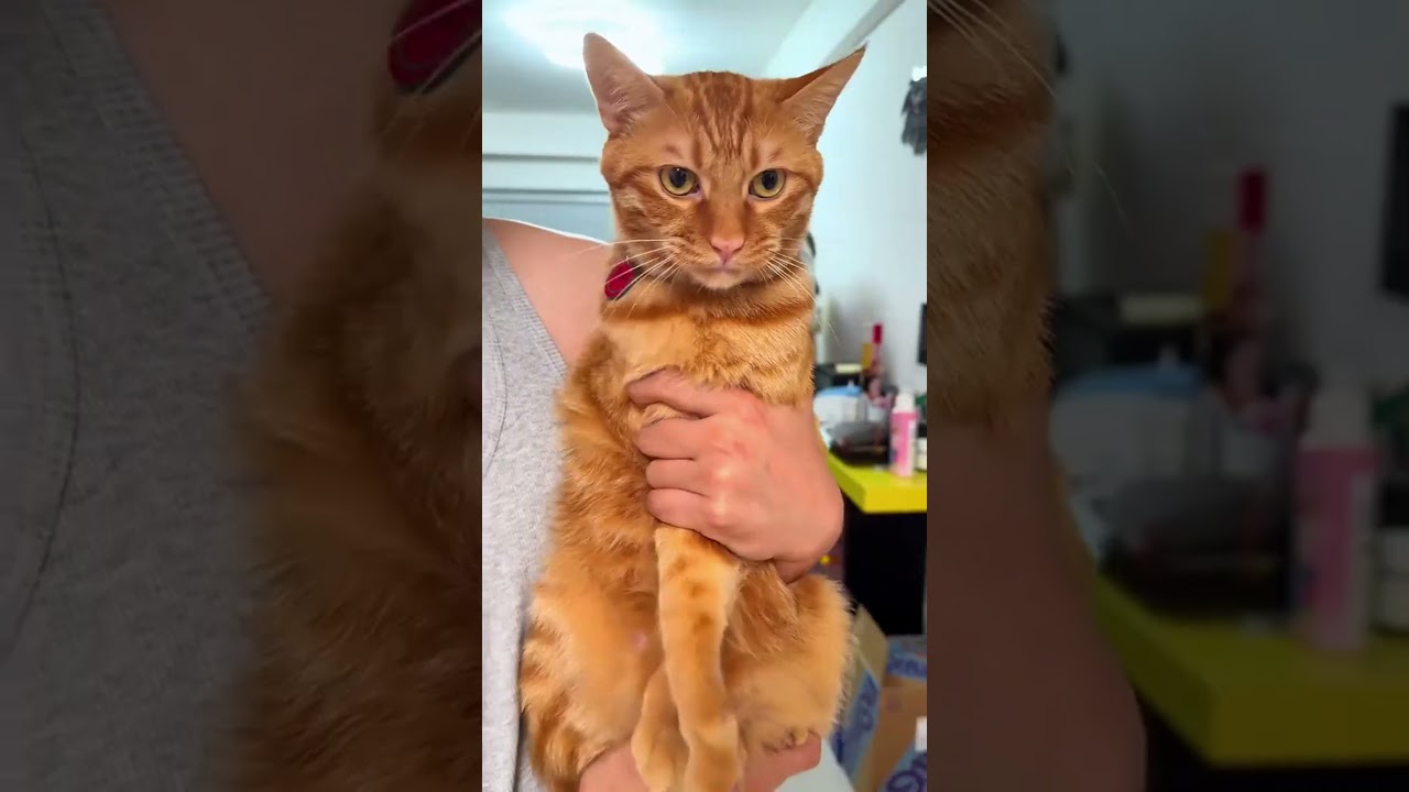 Dogs chase their own shadow 🤪😜 