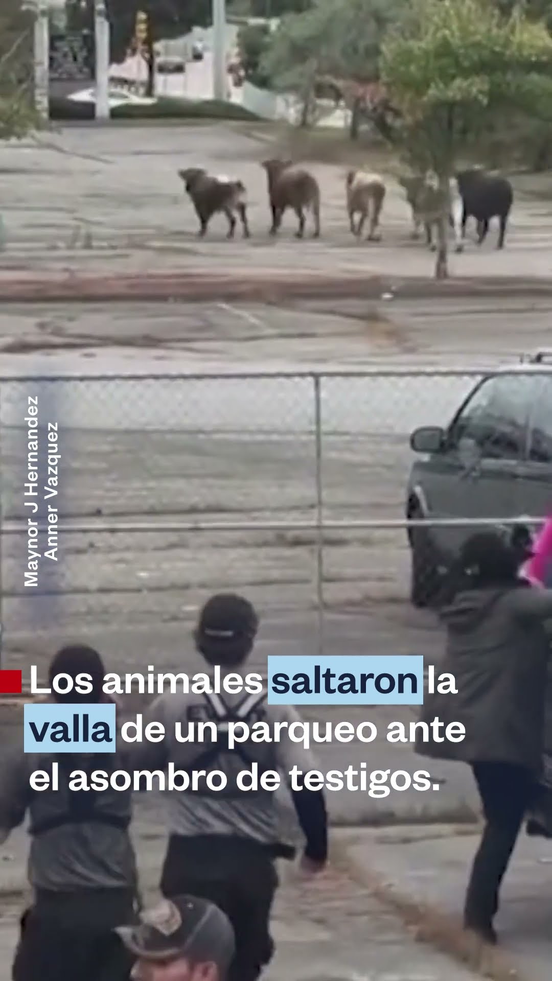 Ocho toros escapan de un rodeo en Massachusetts | Noticias Telemundo