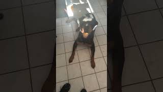 Some Guard dogs I have  #shorts #dog #dogshorts #viral #shortsfeed #FYP #rottweiler #dogs #Funny