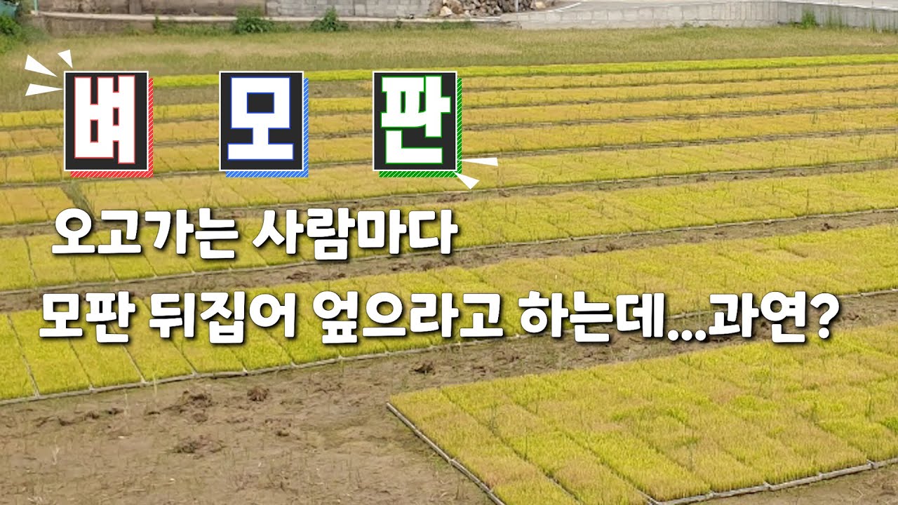 벼 모판 오고가는 사람마다 모판 뒤집어 엎으라고 하는데... 과연? - YouTube