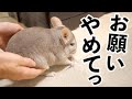 【チンチラ】いたずらするチンチラに注意したら逆ギレされました…。【Chinchilla】