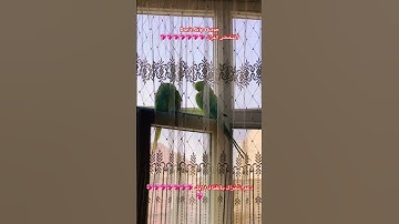 تلاوه عطره بالذكر الكريم #اكسبلور #cutebird #birds #cuteparrot #foryou