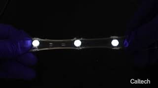New Flexible And Implantable Biosensor Developed At Caltech