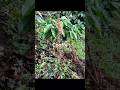 meloidogyne spp. in coffee #agriculture #coffee #chanchamayo #perú #ronagro #meloidogynespp