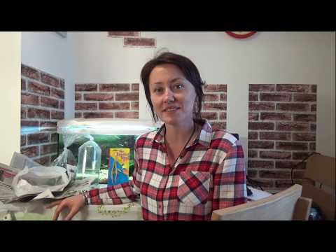 Аквариумные растения. Покупки из зоомагазина. Новые рыбки в аквариуме Аквариумные растения. Покупки из зоомагазина. Новые рыбки в аквариуме