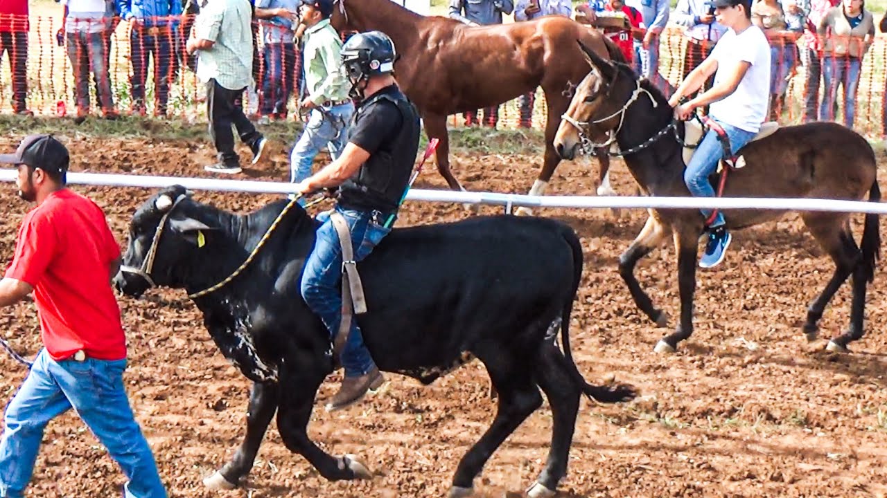 Carrera De Un Toro Vs Mula Algo Nunca Antes Visto En Carreras De Caballos YouTube