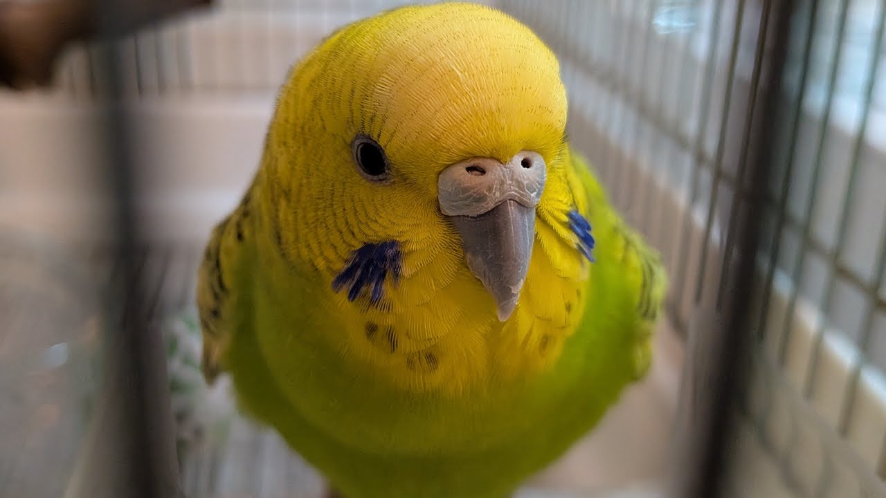 今日のリン＆ミル 〈181〉2026.5.14セキセイインコ/オキナインコ