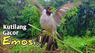 AMPUH,‼️ PANCINGAN DAN PIKAT BURUNG KUTILANG GACOR EMOSI..