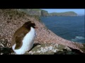 Penguin Baywatch Antartica