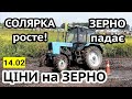 Ціни на зерно 14.02! Соняшник👇, Пальне👆 Нал/безнал/$ Цінове раллі!