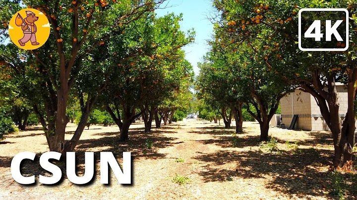 CSUN Orange Grove Walking Tour, California State University Northridge | 4K | 🔊 Binaural Sound