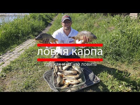 Ловля карпа  где, как и на что ловить
