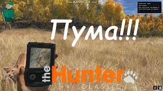 the Hunter Classic. Знакомство с пумой.