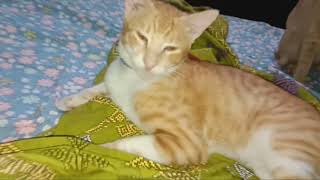 Orange cat wants to play /funny cat video / orange cats / cat short video / furbaby cat / love cats