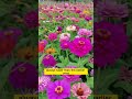 Zinnia