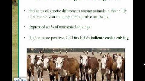 Breedplan - The Birth Traits