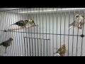 Hodowla Kanarków SEZON 2014/Canary Breeding Season 2014