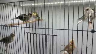 Hodowla Kanarków SEZON 2014/Canary Breeding Season 2014