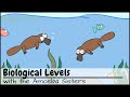 Biological levels in biology the world tour