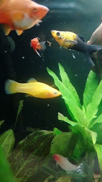 Mieczyk Wagtail🤩 jak jaskółka 🐟🐦