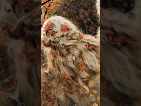 А любовь отболела... Алёна Петровская.