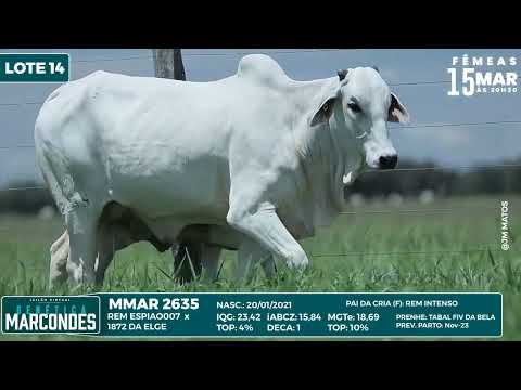 LOTE 14   MMAR 2635