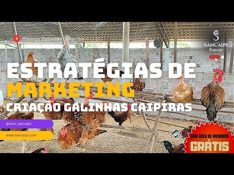 Estratégias de Marketing para Produtores de Galinhas Caipiras: Atraindo e Fidelizando Clientes