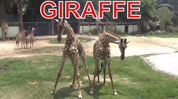 Con gì đây | bé học các con vật Tiếng Anh | động vật trong vườn thú  | Dạy trẻ thông minh sớm