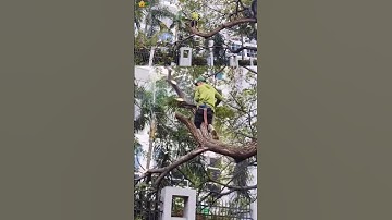 Big tree feeling chainsaw skill technique #shortvideo #treecutting #sawmill