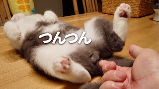 [600万回再生]タマタマを触られた子猫の反応が面白い