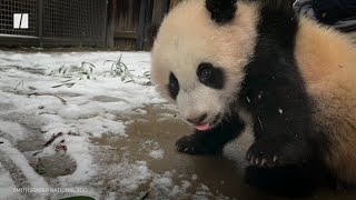 National Zoo Pandas Love Snow Days!