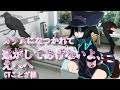 【擬人化カラスとR15】えへへ、君がやさしいからきちゃいました。【CVことざ様】