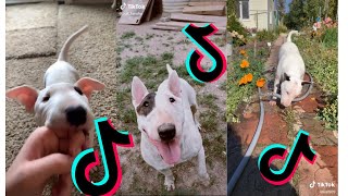 Funny and Cute Bull Terrier Dogs and Puppies Videos
