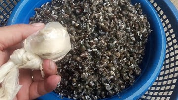 Thính câu cá trắm đen đơn giản mà hiệu quả với bột tam thất