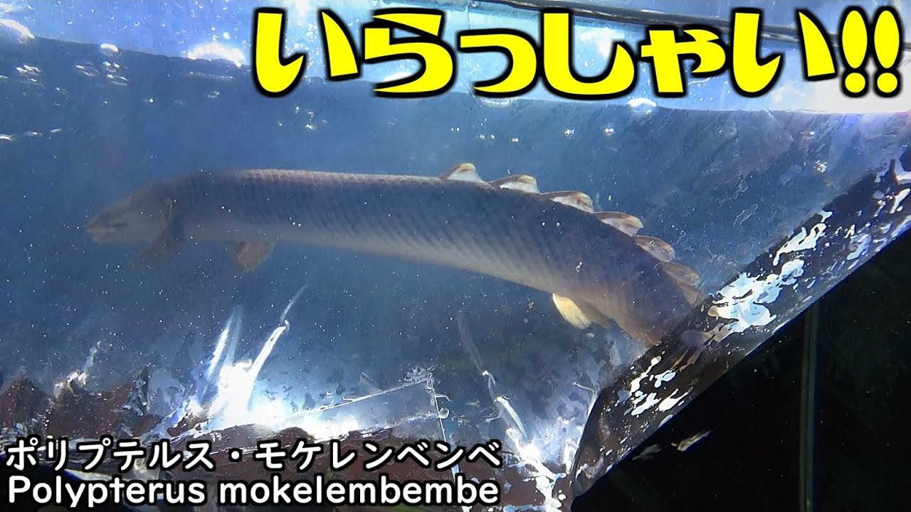アクアリウム】 ポリプテルスを飼ってみよう！ ⑯モケレンベンベ
