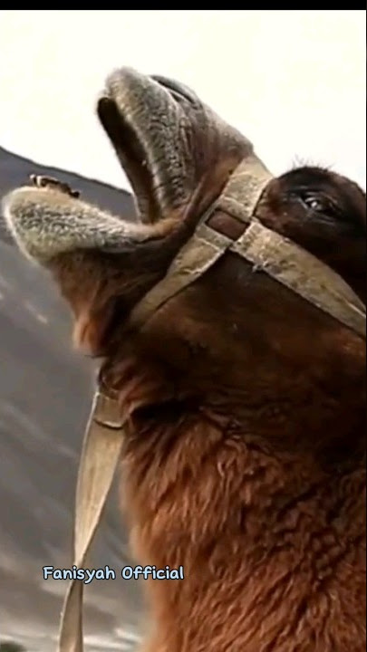 Suara Unta - Suara Unta Asli #shorts #camel  #animalsounds