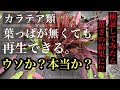 カラテア仰天再生!そんな事して大丈夫なの⁉︎2ヶ月後迄公開